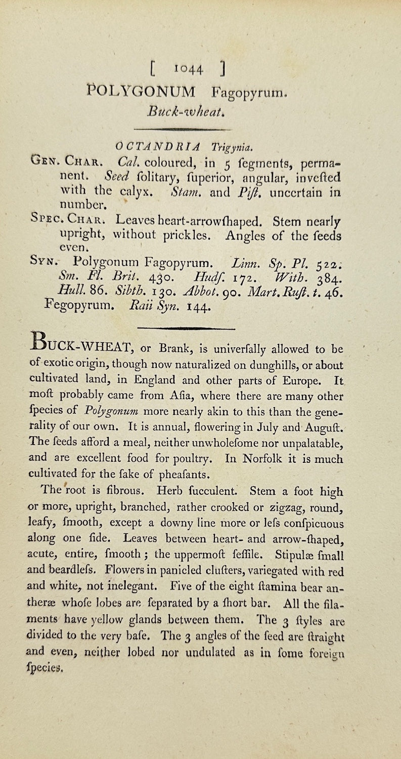 Antique Botanical Print - James Sowerby - Polygonum Fagopyrum - Buck-wheat - F1