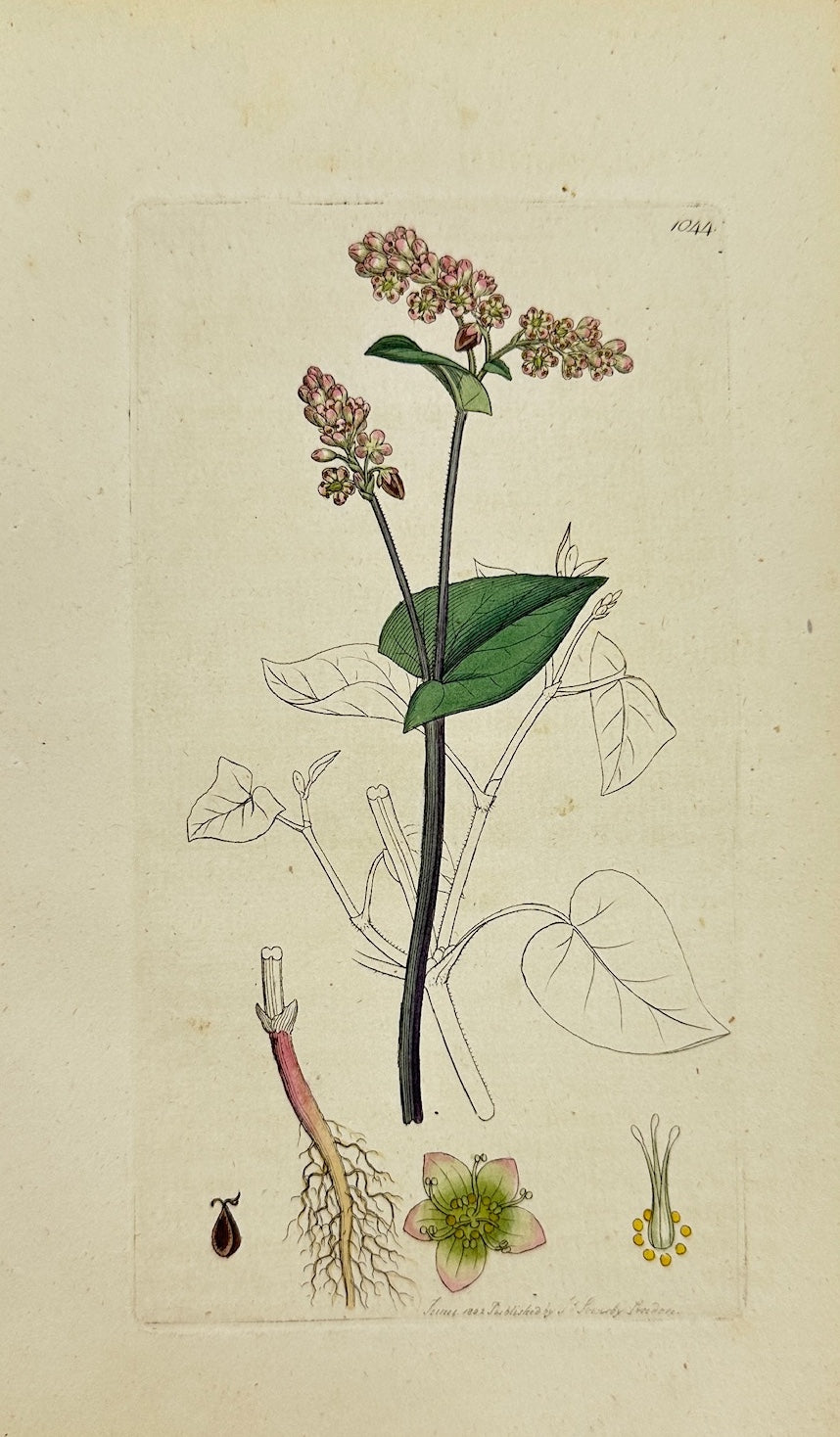 Antique Botanical Print - James Sowerby - Polygonum Fagopyrum - Buck-wheat - F1