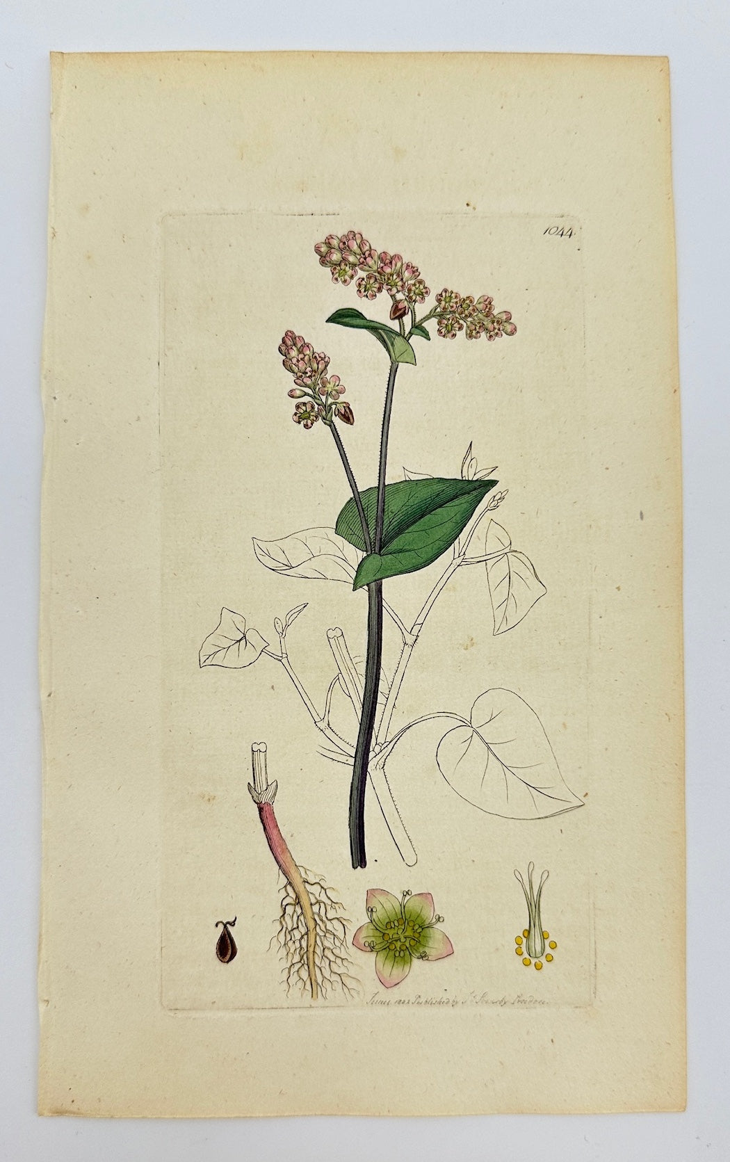 Antique Botanical Print - James Sowerby - Polygonum Fagopyrum - Buck-wheat - F1