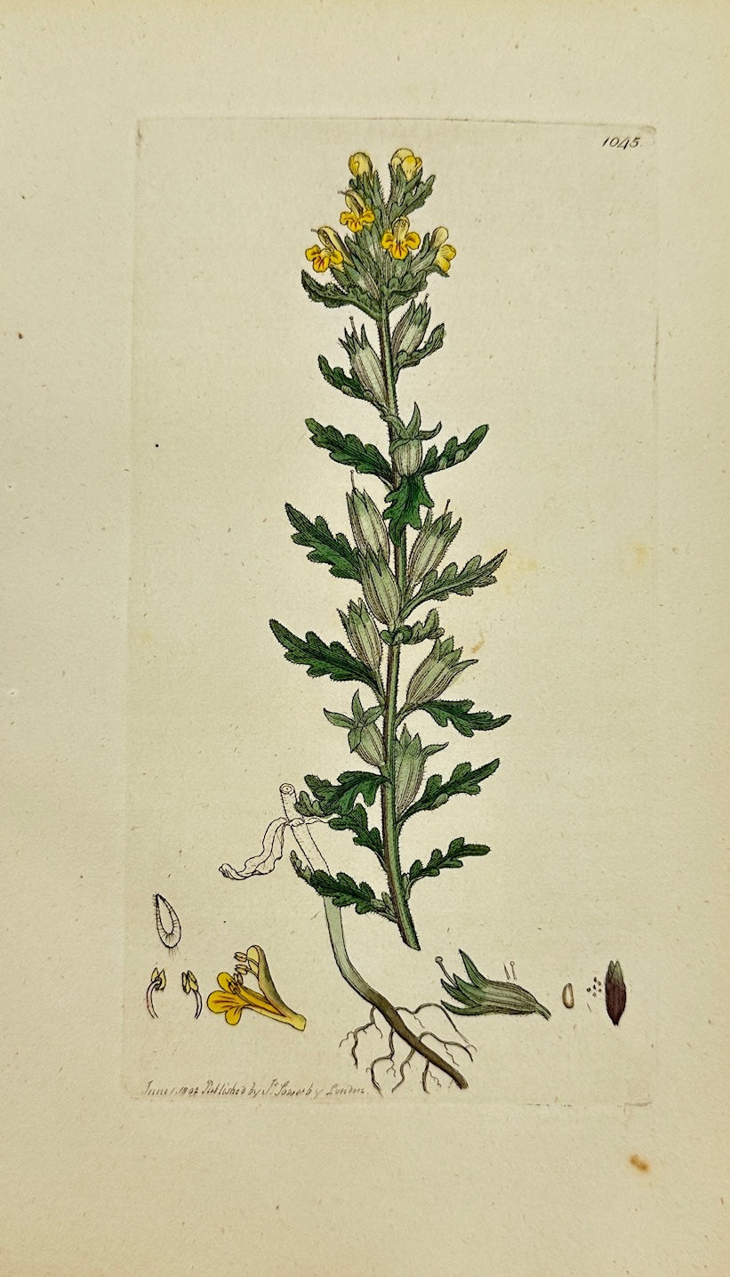 Antique Print - James Sowerby - Bartsia Vifcofa - Yellow Vifcid Bartfia - F1