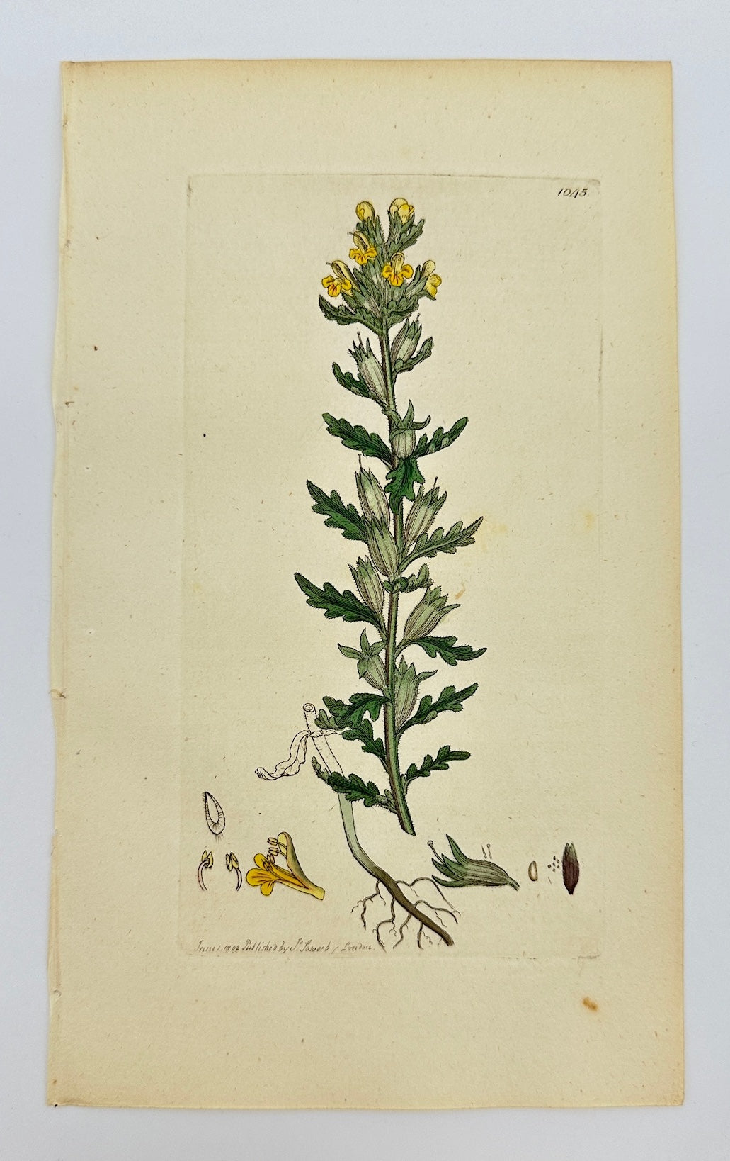 Antique Print - James Sowerby - Bartsia Vifcofa - Yellow Vifcid Bartfia - F1