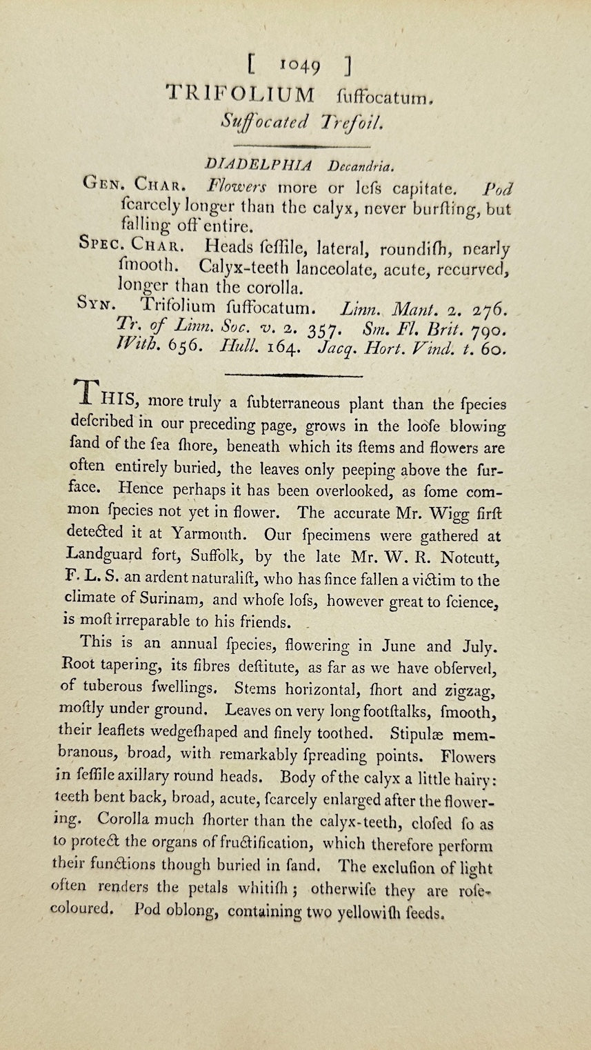 Antique Print - James Sowerby - Trifolium Fuffocatum - Suffocated Trefoil - F1