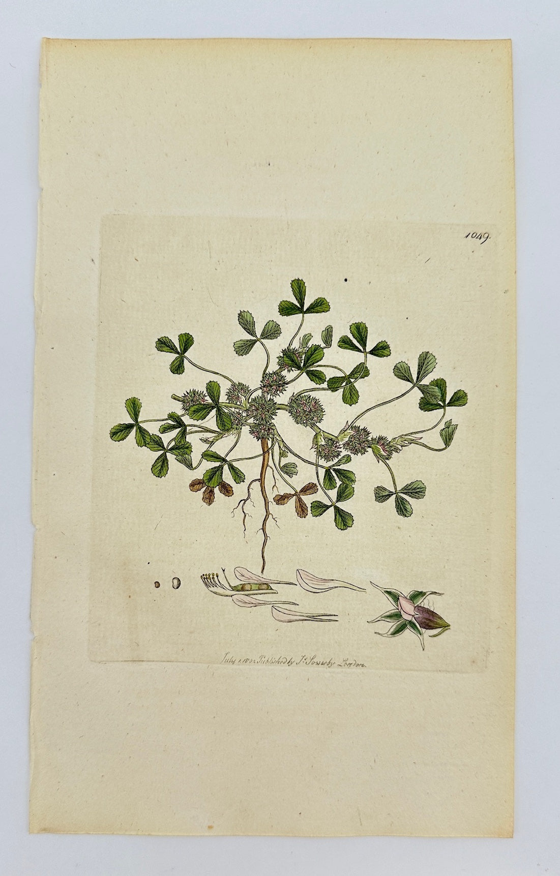 Antique Print - James Sowerby - Trifolium Fuffocatum - Suffocated Trefoil - F1