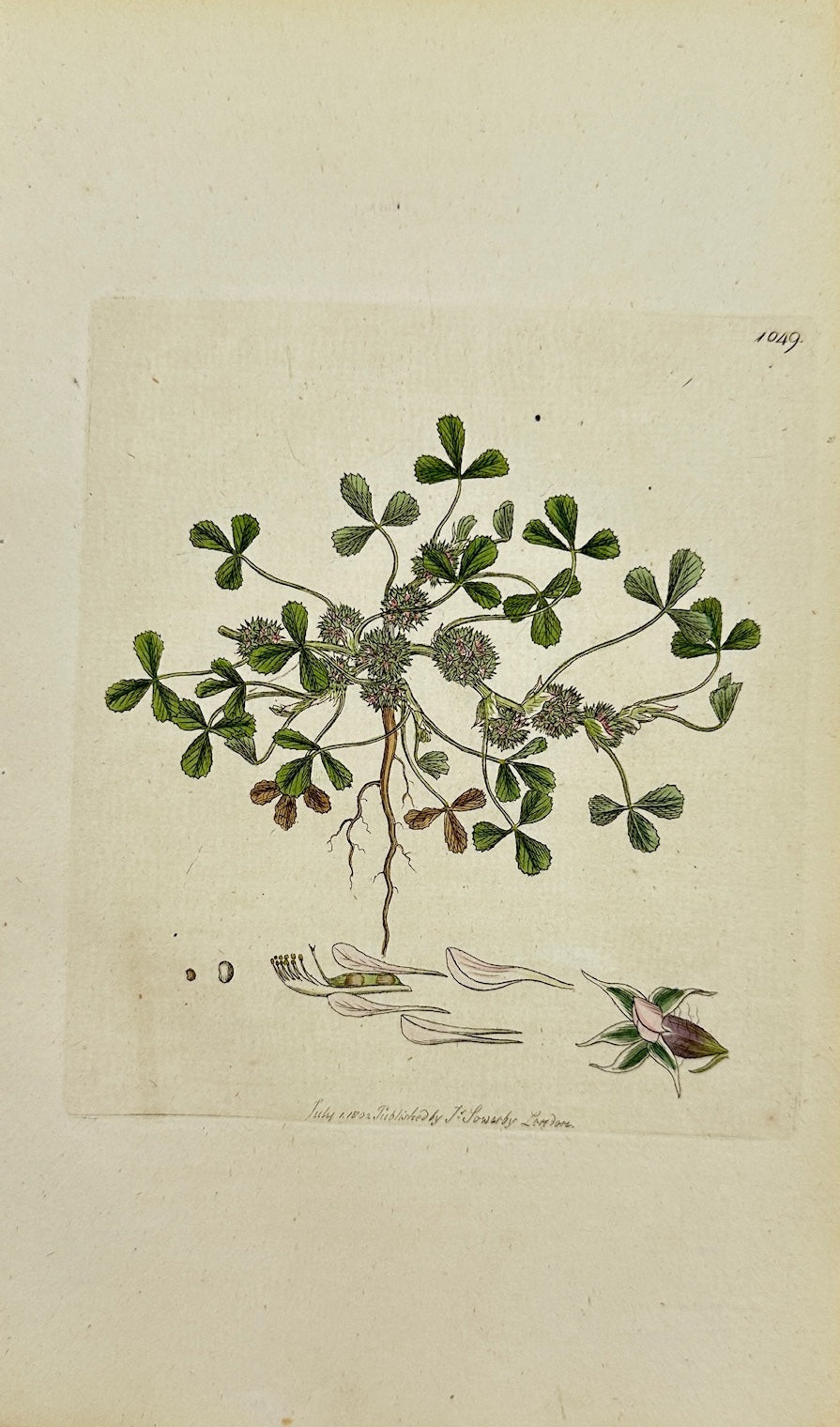 Antique Print - James Sowerby - Trifolium Fuffocatum - Suffocated Trefoil - F1