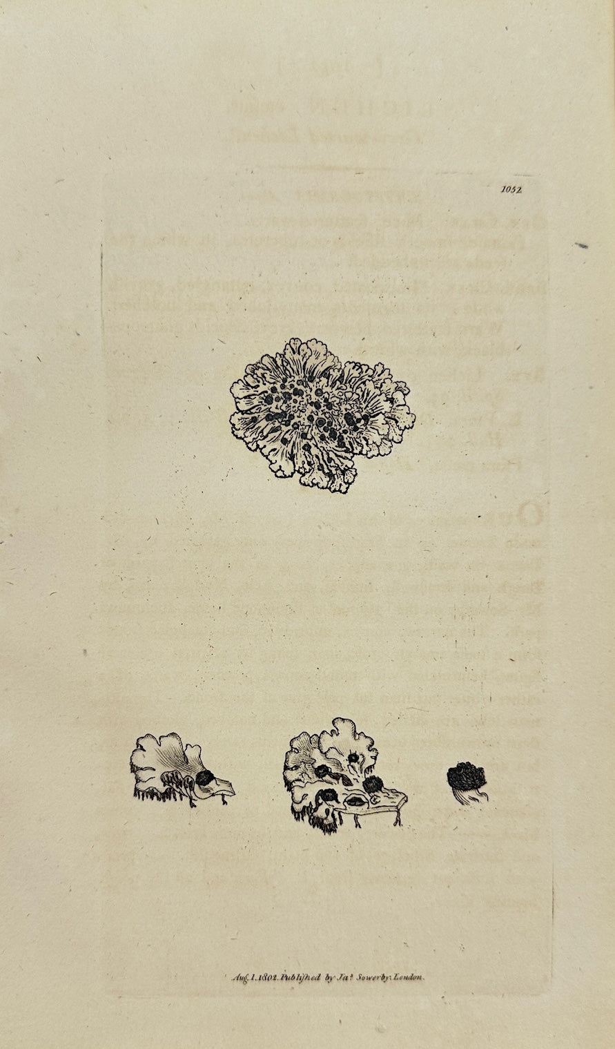 Antique Print - James Sowerby - Lichen Cæfius - Grey-warted Lichen - F1