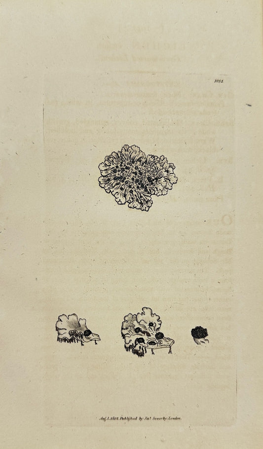 Antique Print - James Sowerby - Lichen Cæfius - Grey-warted Lichen - F1