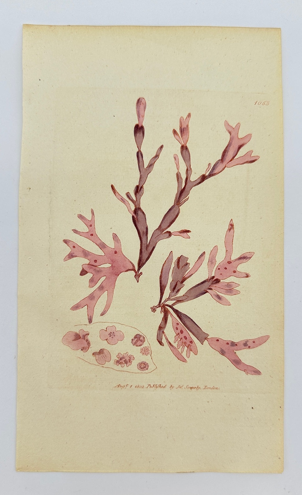 Antique Print - James Sowerby - Fucus Rubens - Red Proliferous Fucus - F1