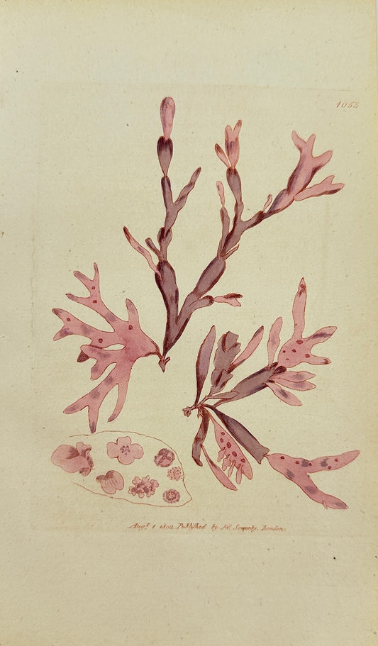 Antique Print - James Sowerby - Fucus Rubens - Red Proliferous Fucus - F1