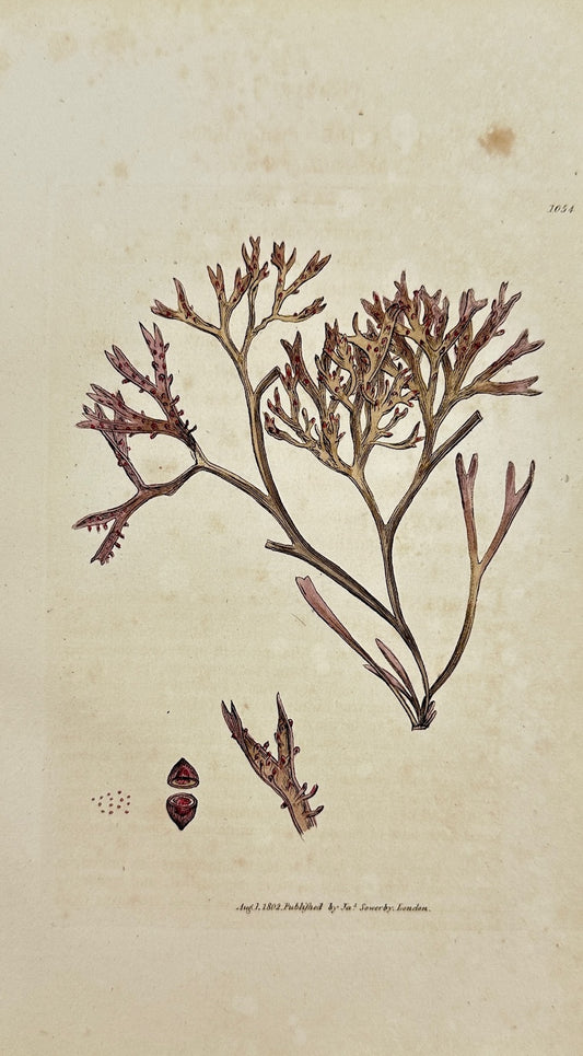 Antique Print - James Sowerby - Fucus Mammillofus - Mammillary Fucus - F1