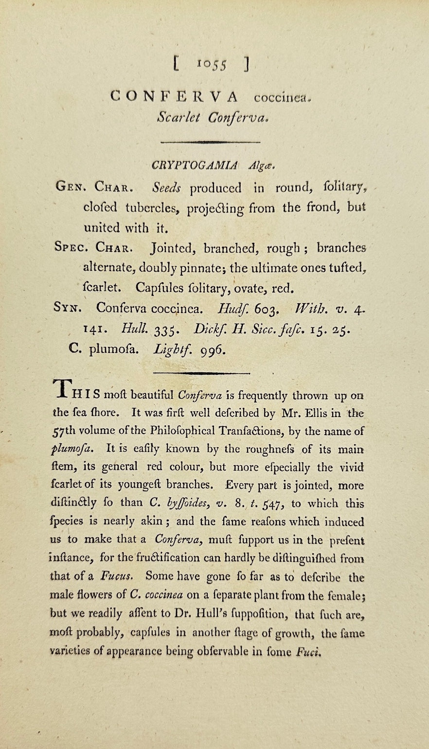 Antique Print - James Sowerby - Conferva Coccinea - Scarlet Conferva - F1