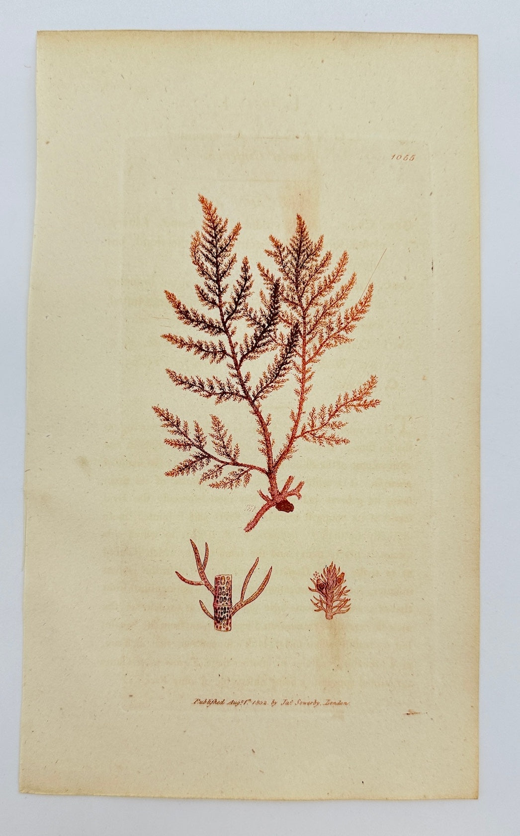 Antique Print - James Sowerby - Conferva Coccinea - Scarlet Conferva - F1