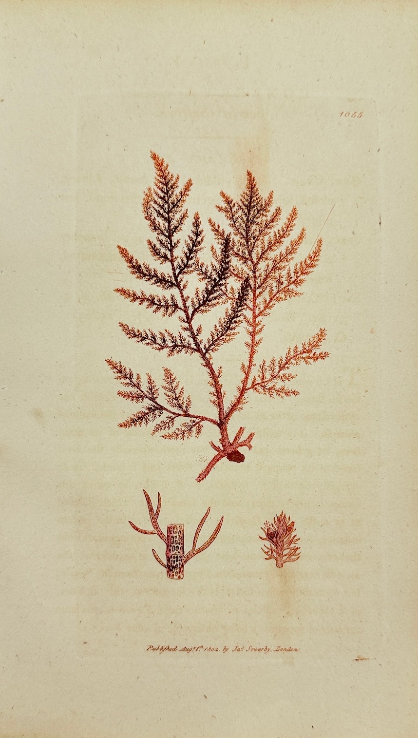 Antique Print - James Sowerby - Conferva Coccinea - Scarlet Conferva - F1