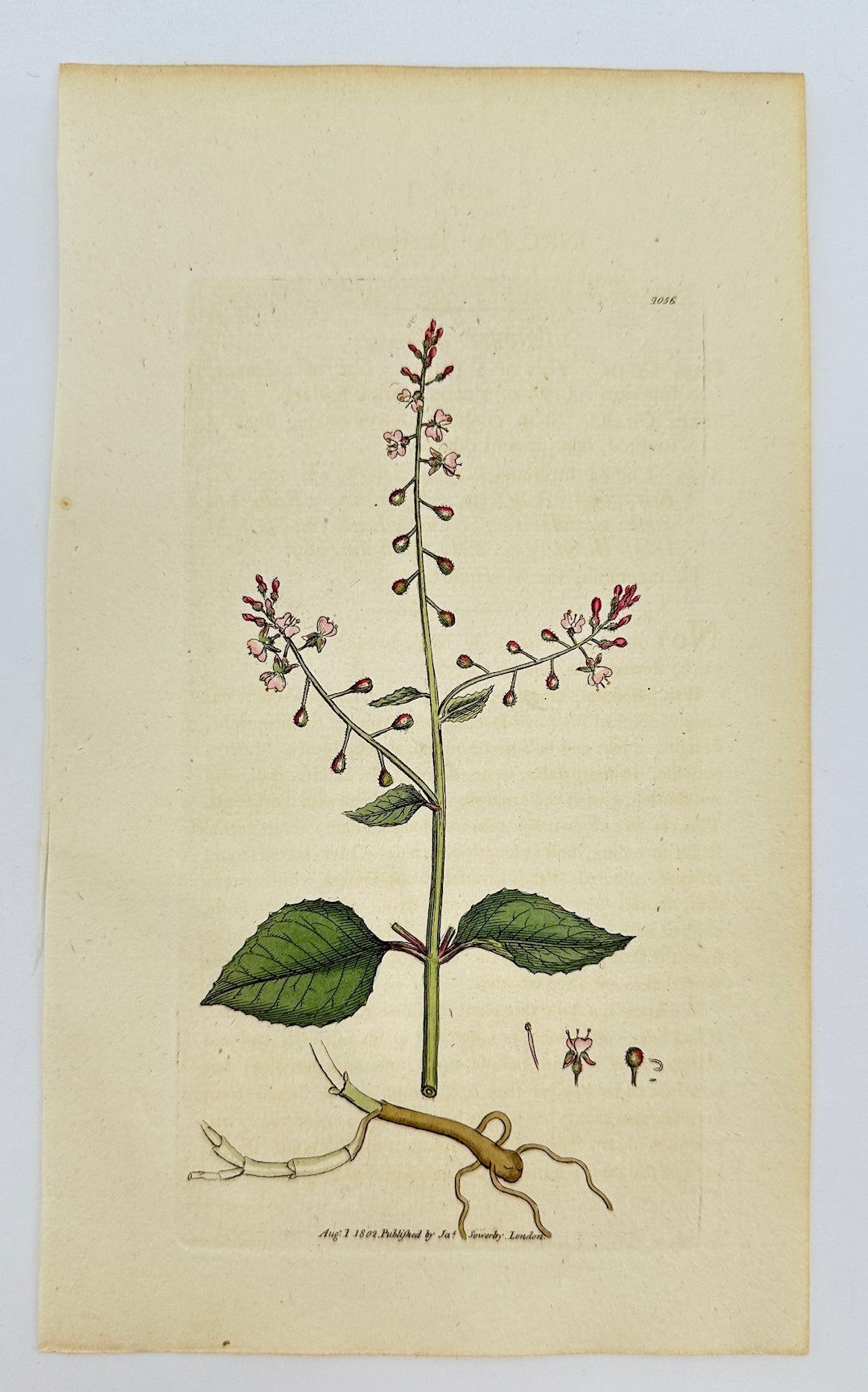 Antique Print - James Sowerby - Circaea Lutetiana - Enchanter's Nightshade - F1