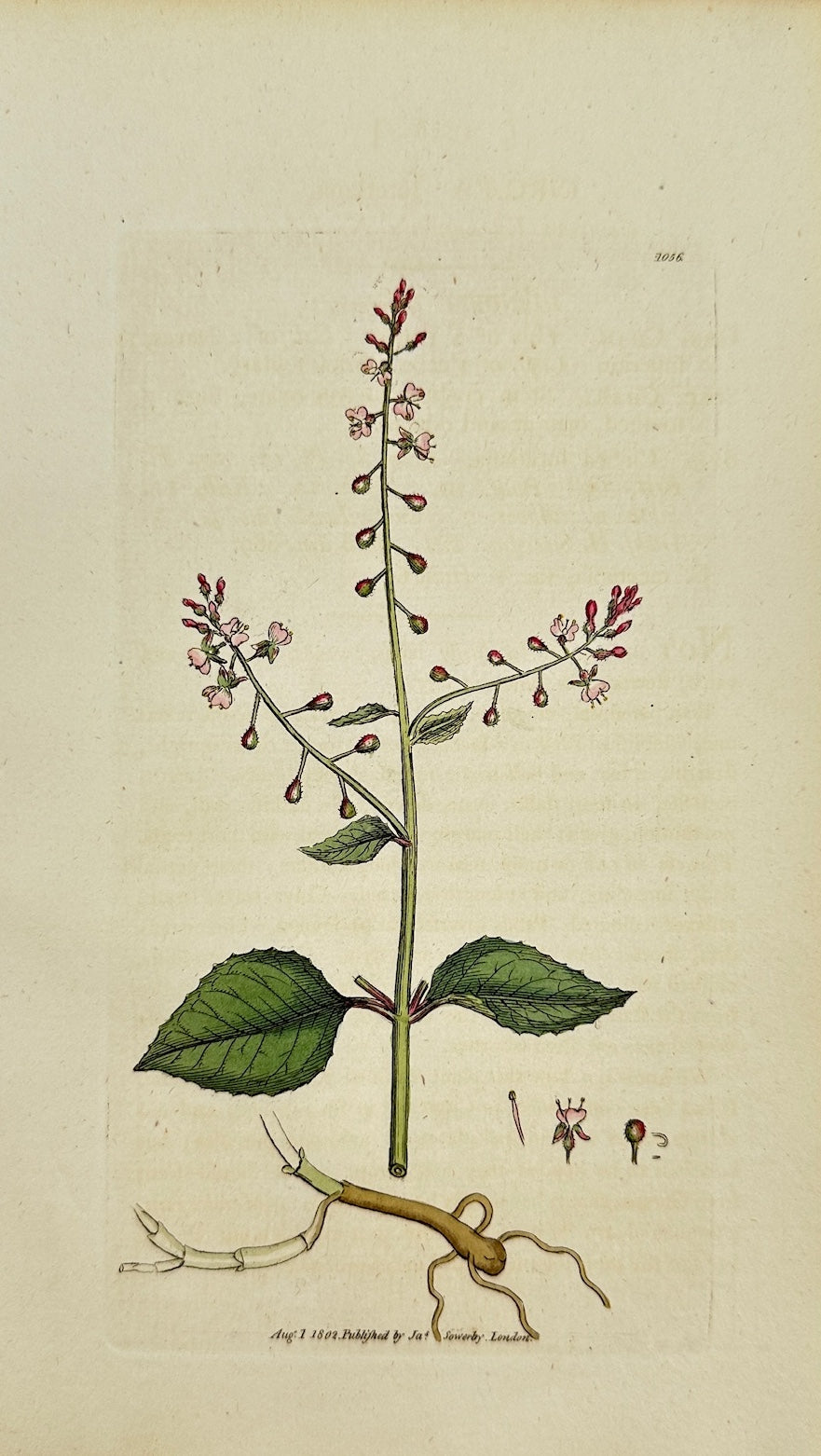 Antique Print - James Sowerby - Circaea Lutetiana - Enchanter's Nightshade - F1