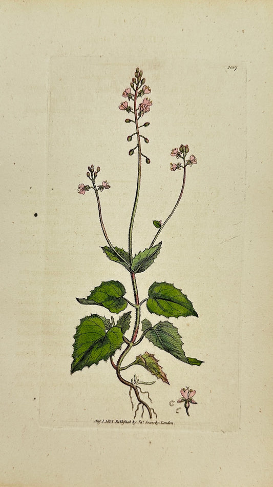 Antique Print - Sowerby - Circaea Alpina - Mountain Enchanter's Nightshade - F1