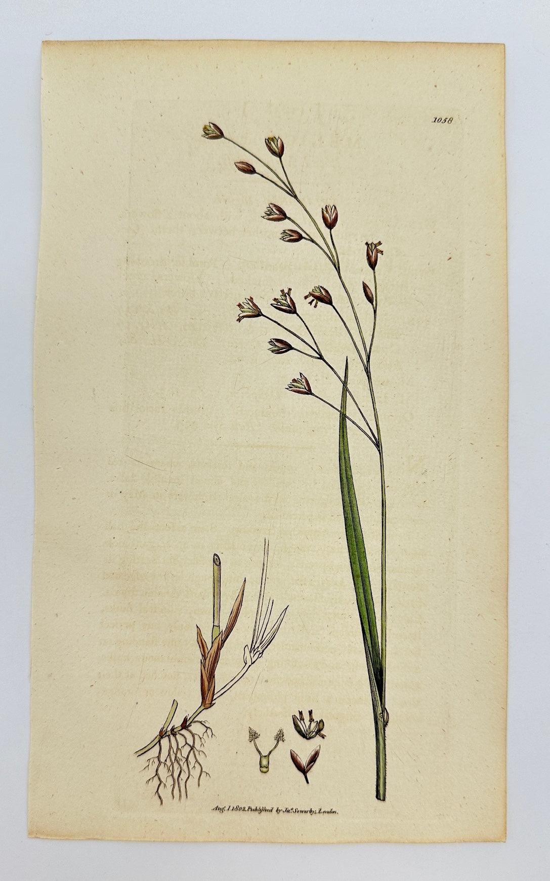 Antique Print - James Sowerby - Melica Uniflora - Wood Melic-grass - F1