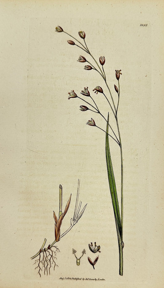 Antique Print - James Sowerby - Melica Uniflora - Wood Melic-grass - F1