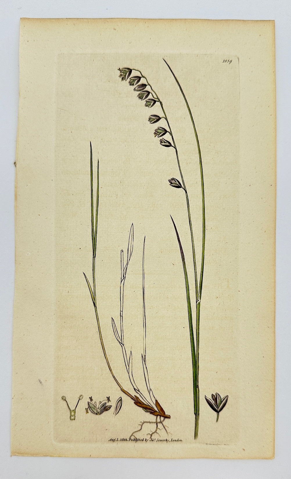 Antique Print - James Sowerby - Melica Nutans - Mountain Melic-grafs - F1
