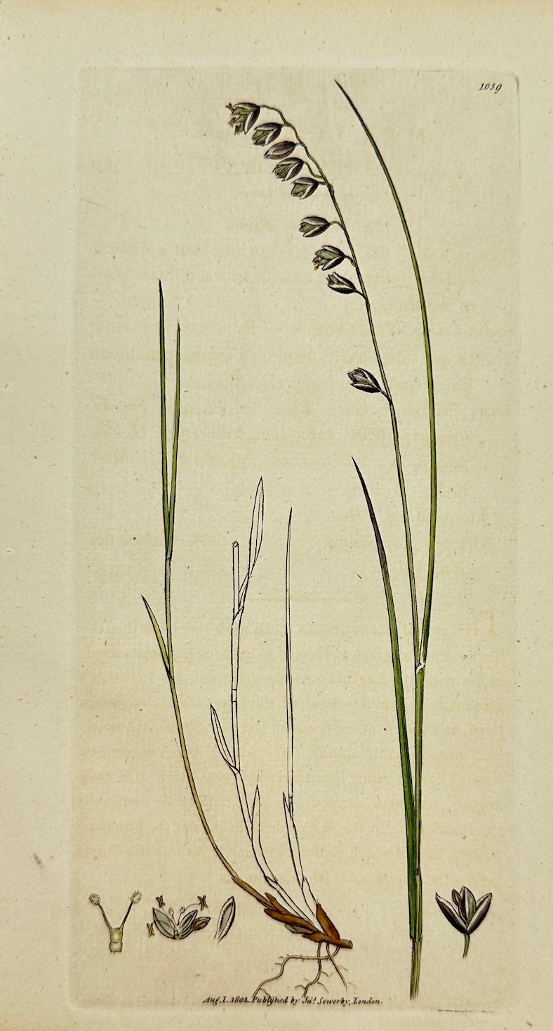 Antique Print - James Sowerby - Melica Nutans - Mountain Melic-grafs - F1