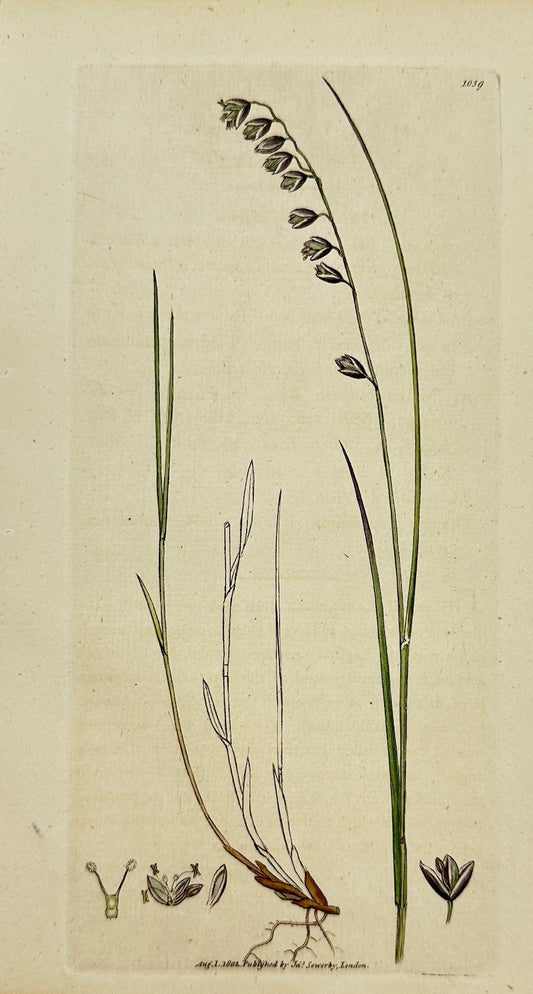 Antique Print - James Sowerby - Melica Nutans - Mountain Melic-grafs - F1
