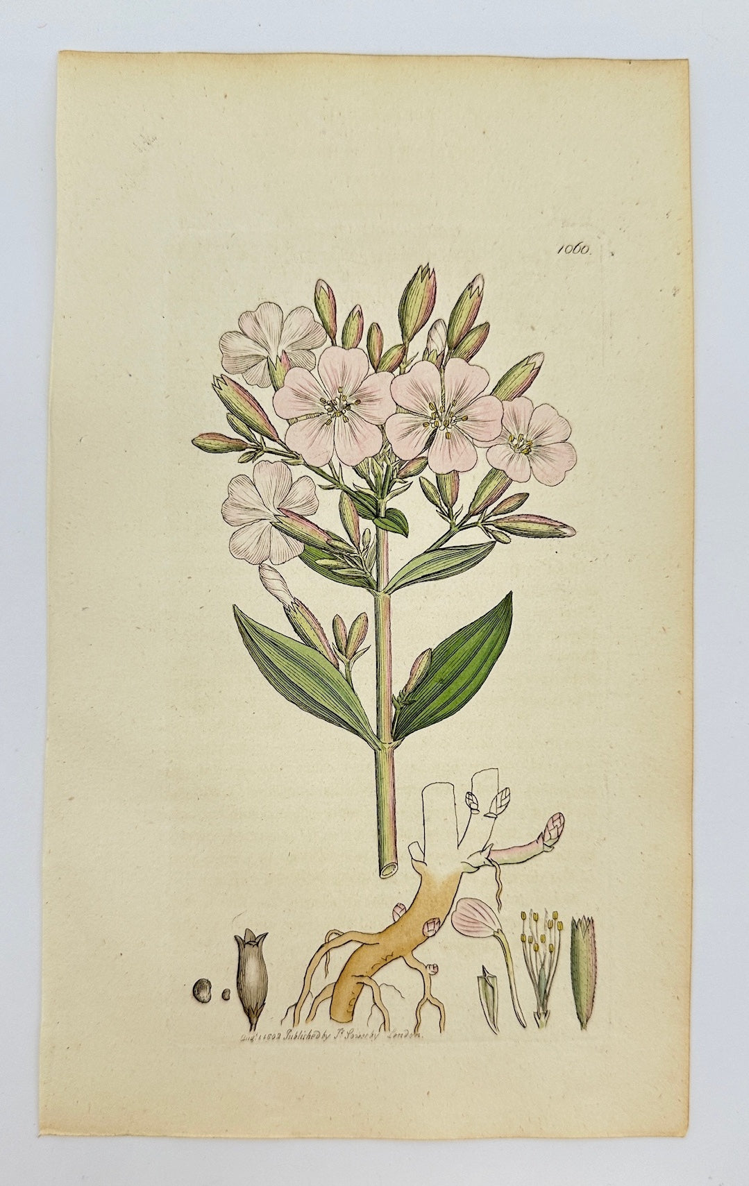 Antique Botanical Print - James Sowerby - Saponaria Officinalis - Soapwort - F1