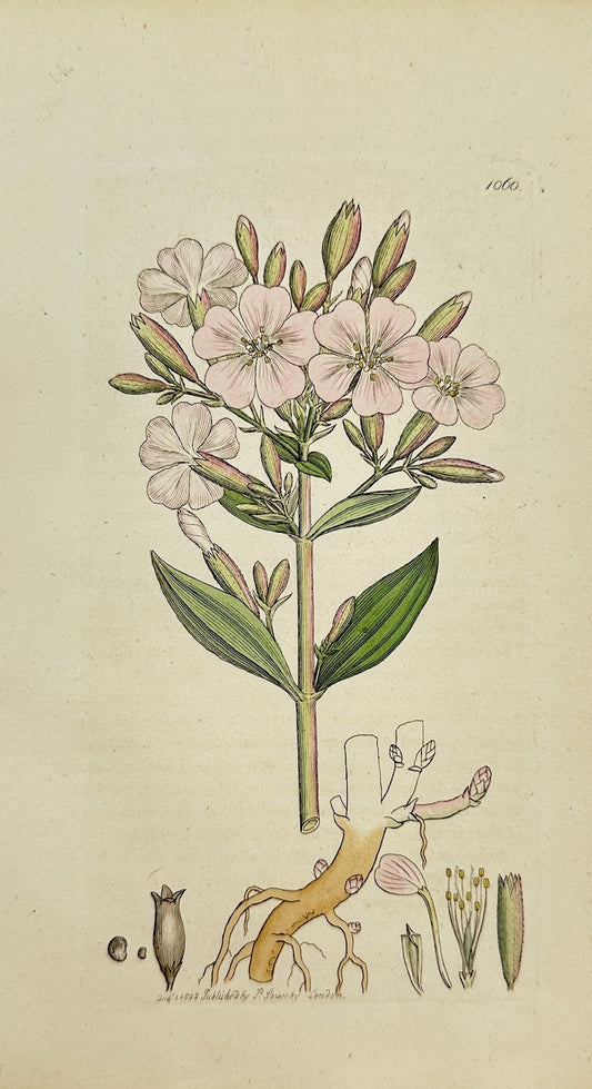Antique Botanical Print - James Sowerby - Saponaria Officinalis - Soapwort - F1