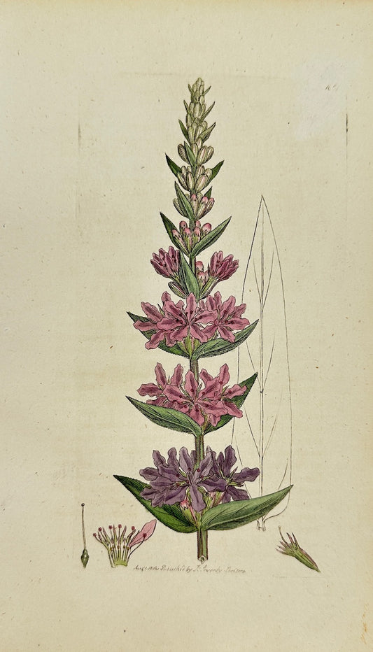 Antique Print - James Sowerby - Lythrum Salicaria - Purple Loosestrife - F1