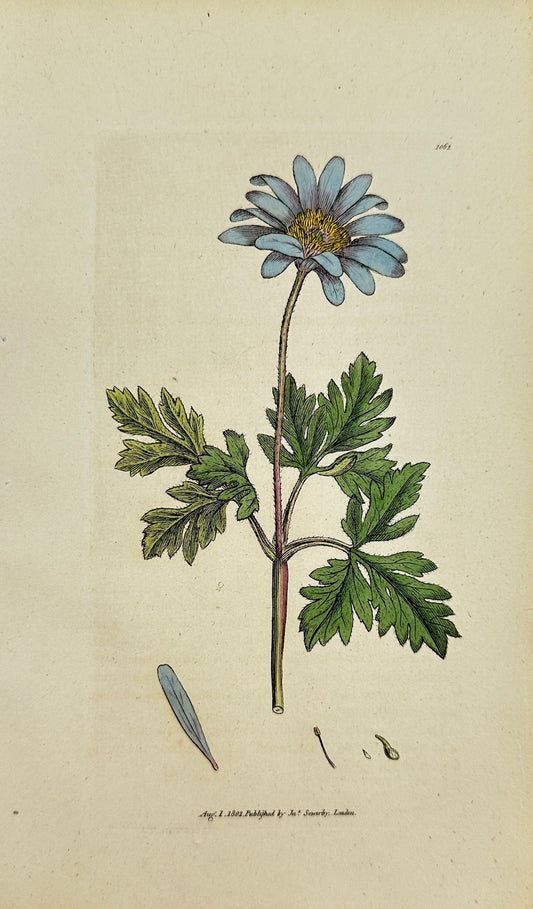 Antique Print - James Sowerby - Anemone Apennina - Apennine Anemone - F1
