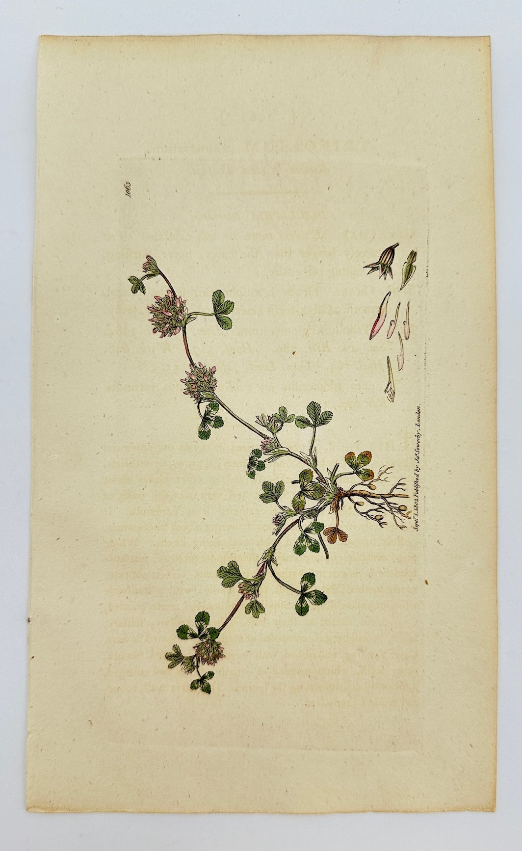 Antique Print - James Sowerby - Trifolium Glomeratum - Clustered Clover - F1