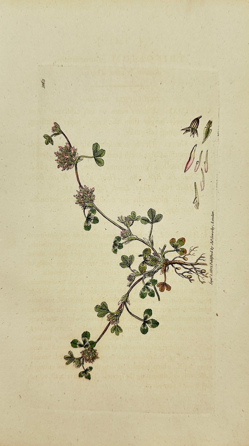 Antique Print - James Sowerby - Trifolium Glomeratum - Clustered Clover - F1