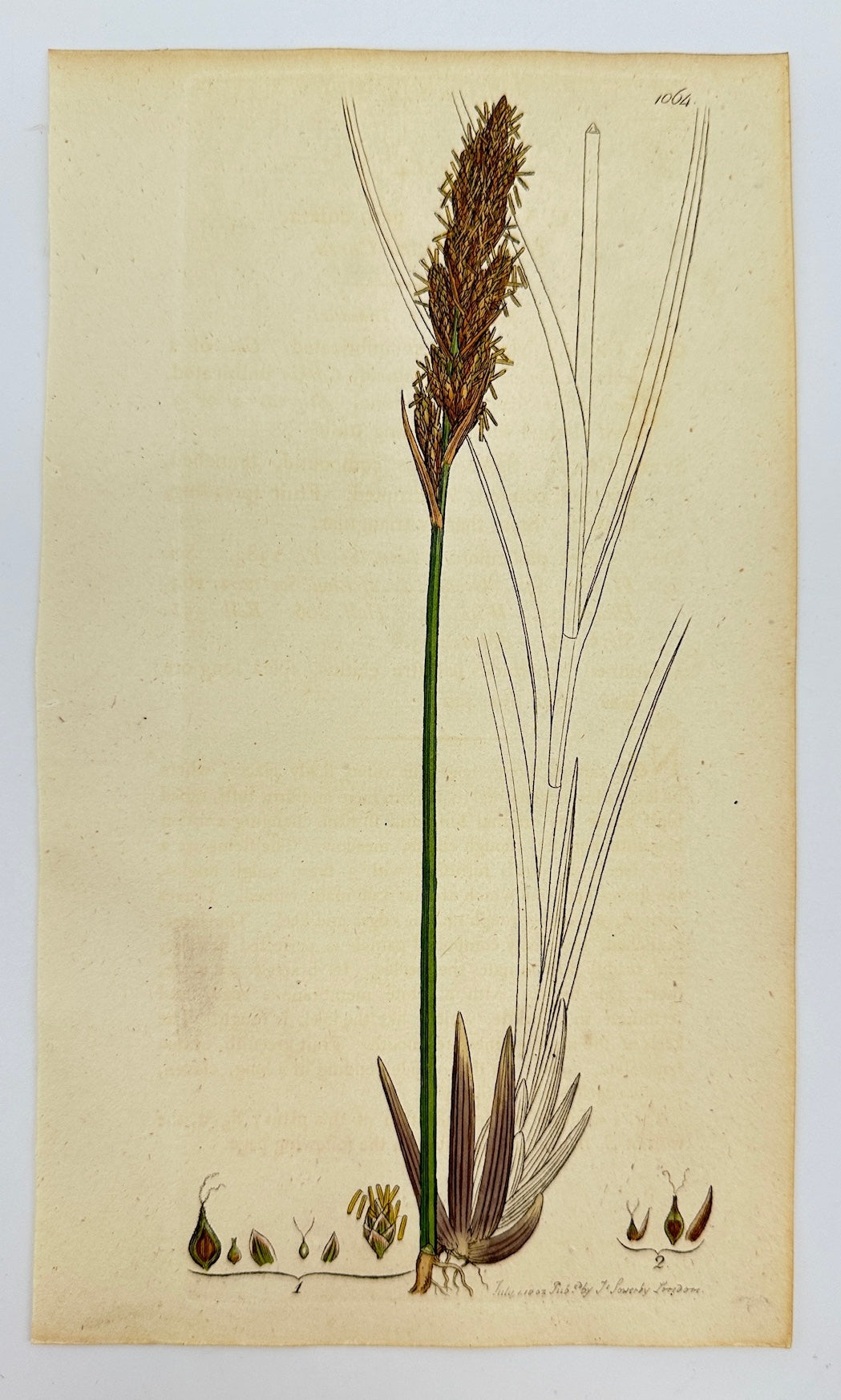 Antique Print - James Sowerby - Carex Paniculata - Greater Tussock-sedge - F1