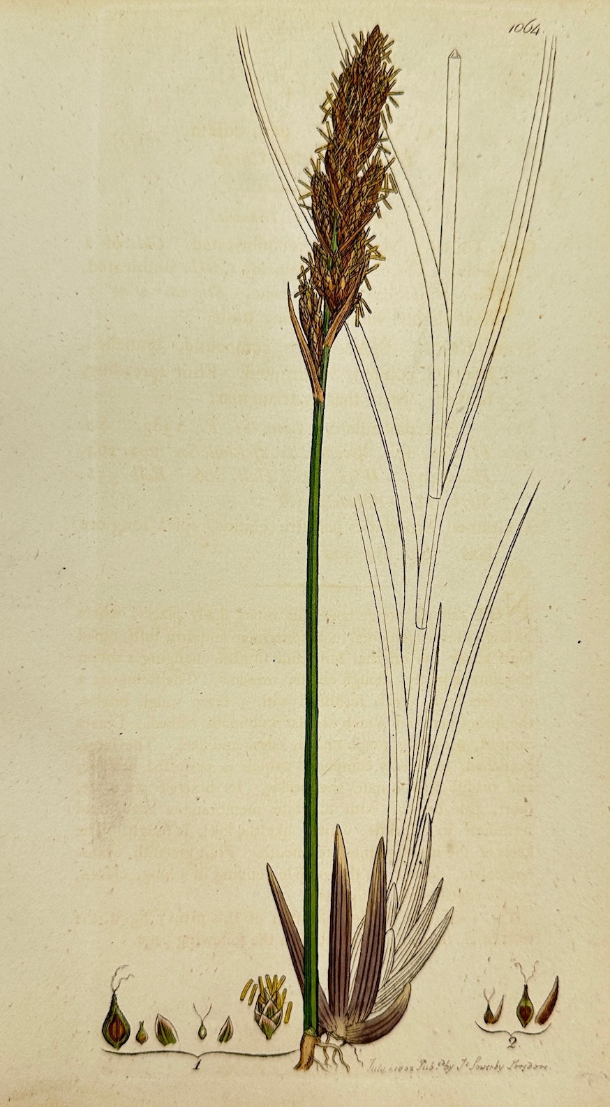 Antique Print - James Sowerby - Carex Paniculata - Greater Tussock-sedge - F1