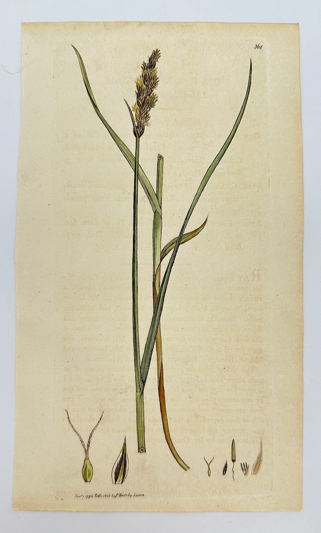 Antique Print - James Sowerby - Carex Teretiufcula - Leffer Panicled Carex - F1