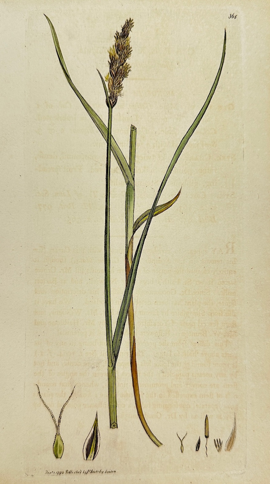 Antique Print - James Sowerby - Carex Teretiufcula - Leffer Panicled Carex - F1
