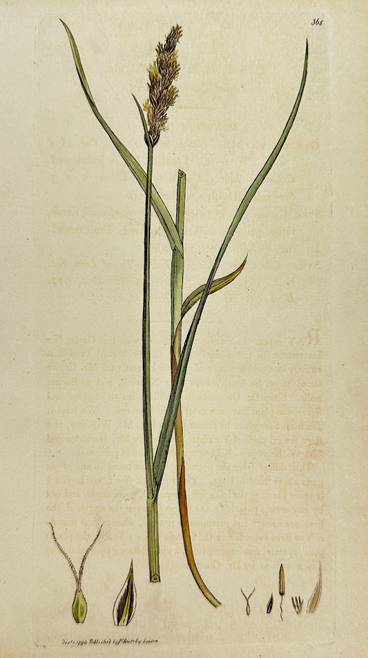 Antique Print - James Sowerby - Carex Teretiufcula - Leffer Panicled Carex - F1