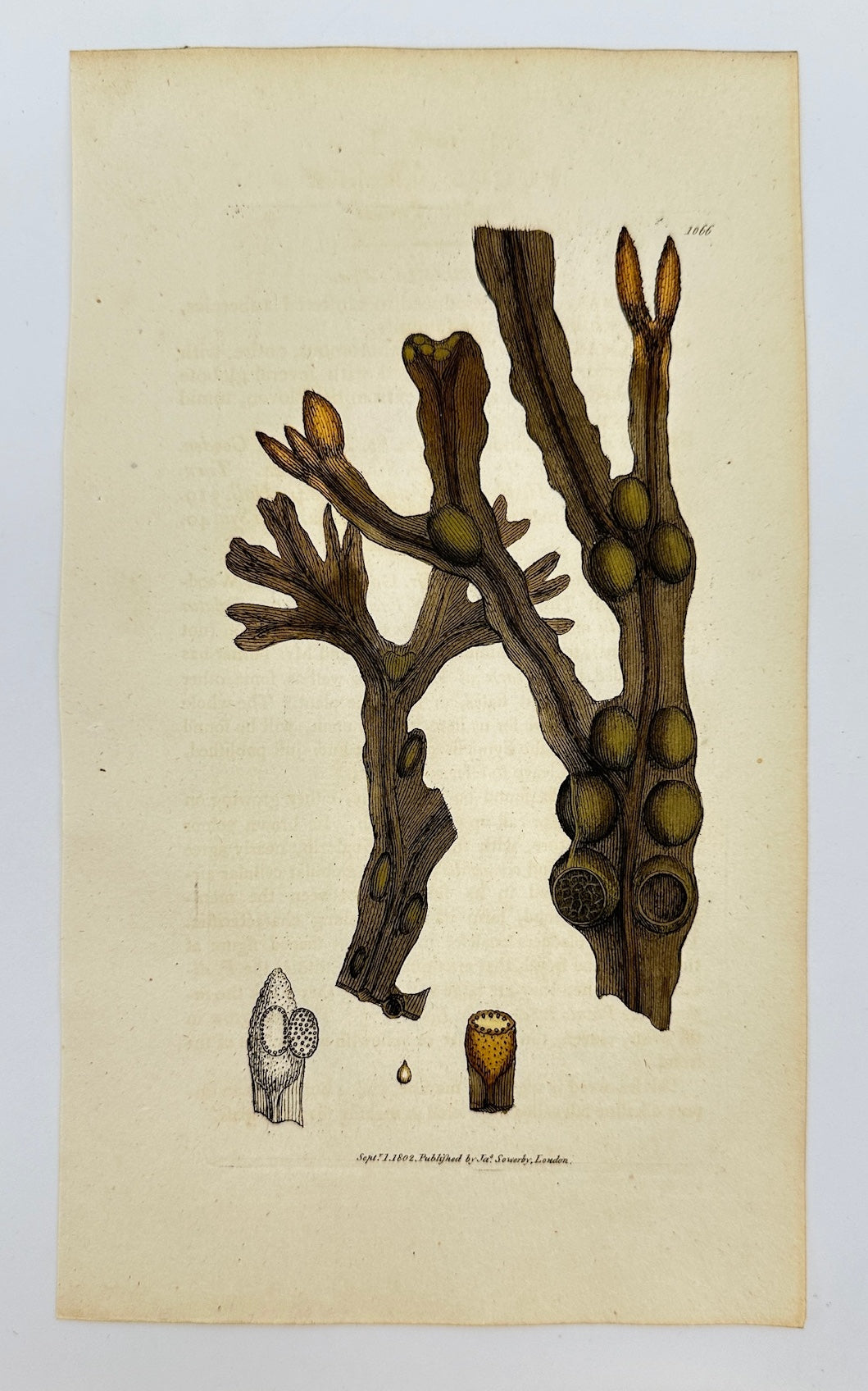 Antique Print - James Sowerby - Fucus Veficulofus - Bladder Fucus -  F1
