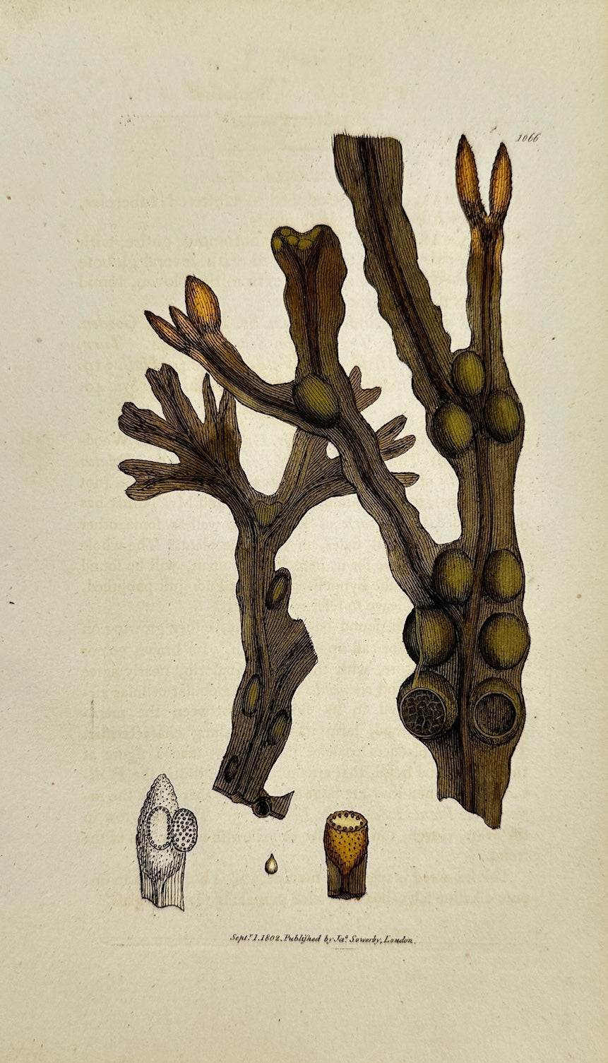 Antique Print - James Sowerby - Fucus Veficulofus - Bladder Fucus -  F1