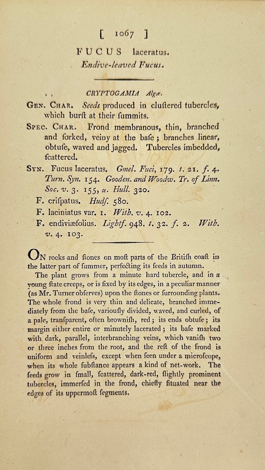 Antique Print - James Sowerby - Fucus Laceratus - Endive-leaved Fucus -  F1
