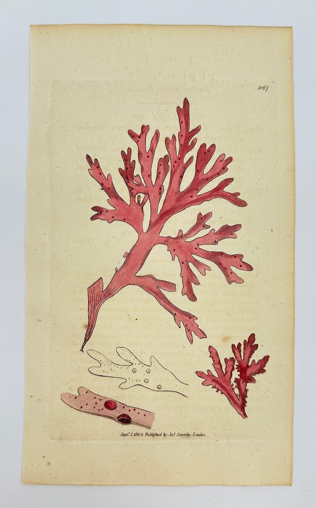 Antique Print - James Sowerby - Fucus Laceratus - Endive-leaved Fucus -  F1