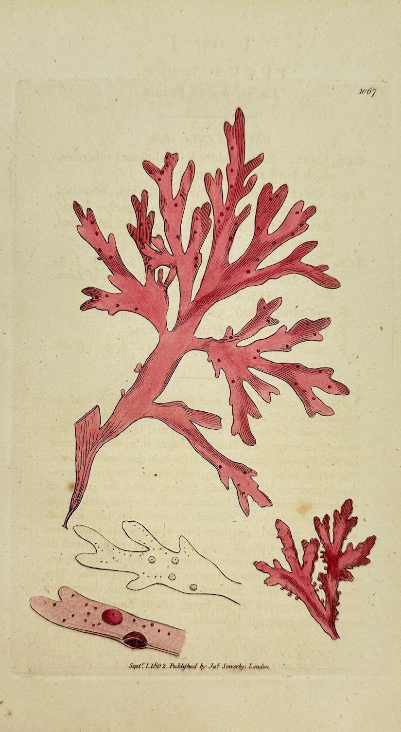 Antique Print - James Sowerby - Fucus Laceratus - Endive-leaved Fucus -  F1