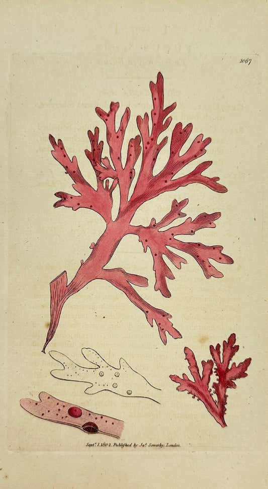 Antique Print - James Sowerby - Fucus Laceratus - Endive-leaved Fucus -  F1
