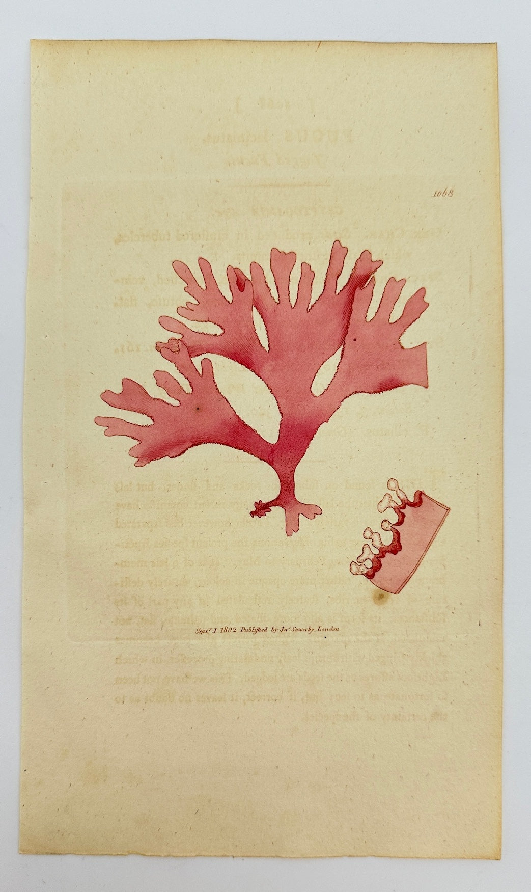 Antique Print - James Sowerby - Fucus Laciniatus - Jagged Fucus -  F1