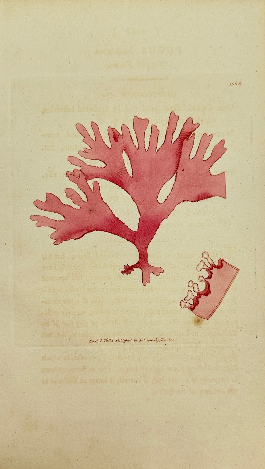Antique Print - James Sowerby - Fucus Laciniatus - Jagged Fucus -  F1