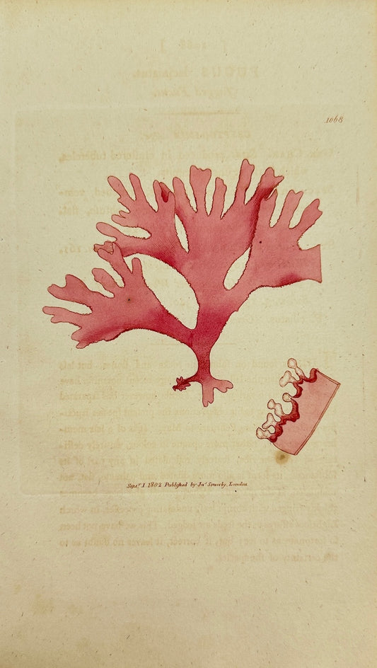 Antique Print - James Sowerby - Fucus Laciniatus - Jagged Fucus -  F1