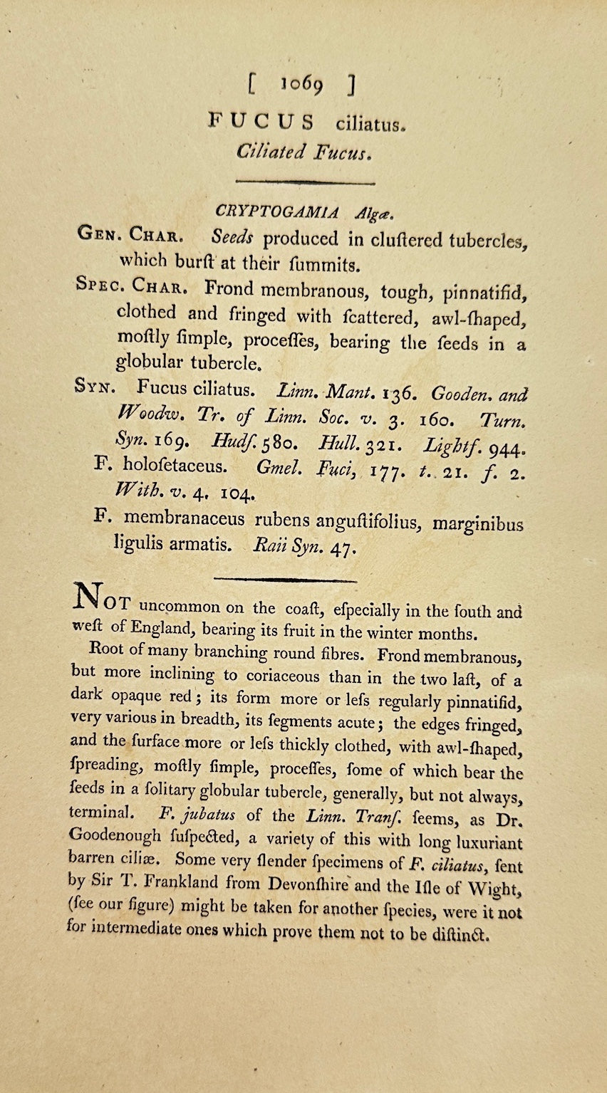 Antique Botanical Print - James Sowerby - Fucus Ciliatus - Ciliated Fucus -  F1