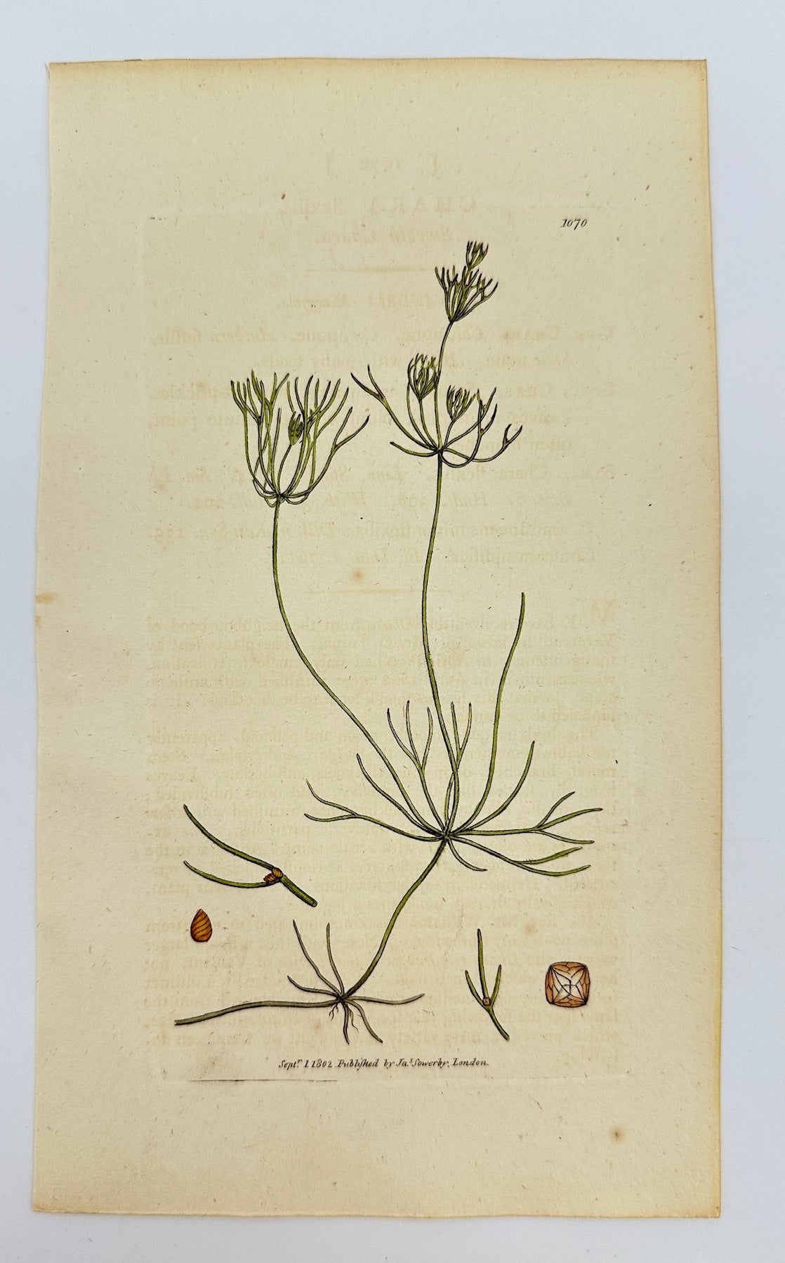 Antique Botanical Print - James Sowerby - Chara Flexilis - Smooth Chara -  F1