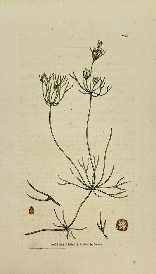 Antique Botanical Print - James Sowerby - Chara Flexilis - Smooth Chara -  F1