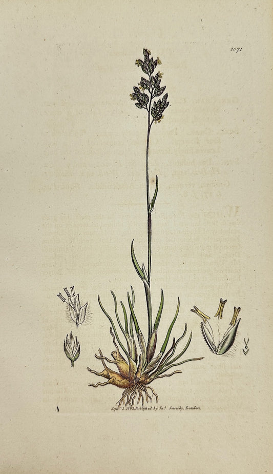 Antique Print - James Sowerby - Poa Bulbofa - Bulbous Meadow-grafs - F1