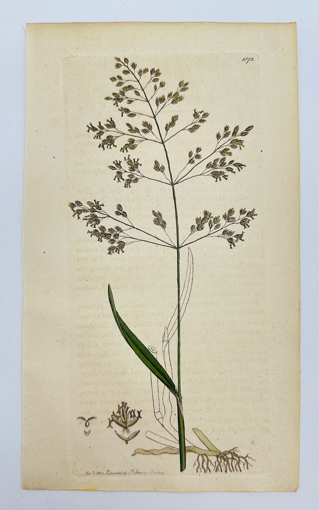 Antique Print - James Sowerby - Poa Trivialis - Roughish Meadow-grass - F1