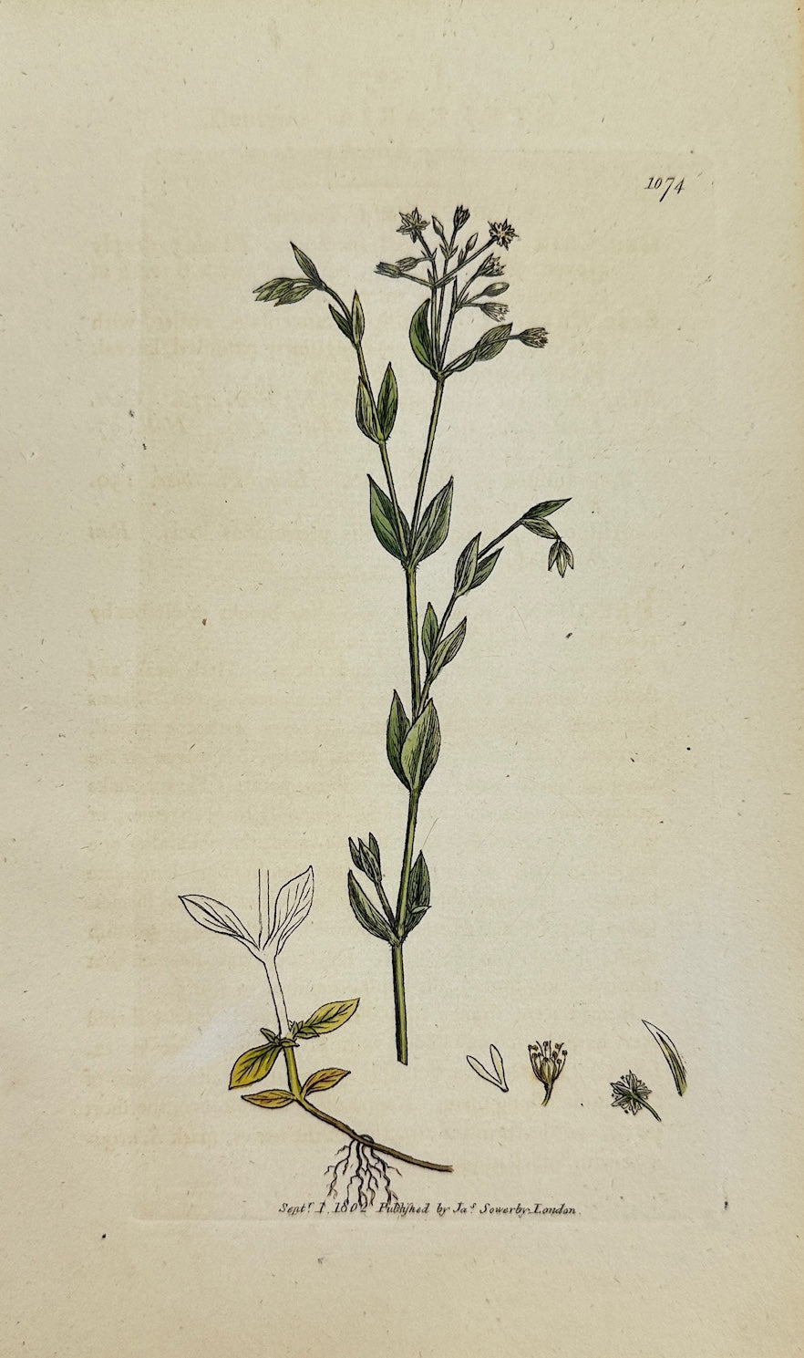 Antique Print - James Sowerby - Stellaria Uliginofa - Bog Stitchwort - F1